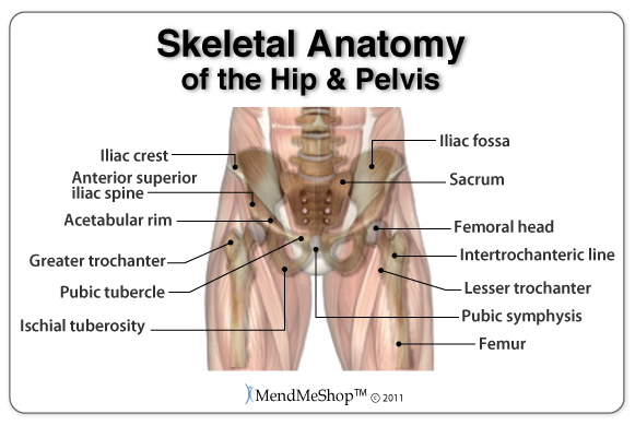 skeletal-anatomy-of-the-hip-and-pelvis.jpg